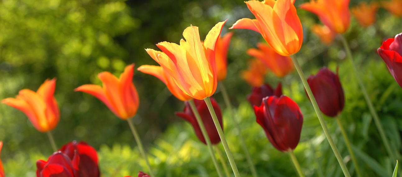 red and orange tulips